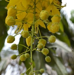 Close-up of yellow flowers