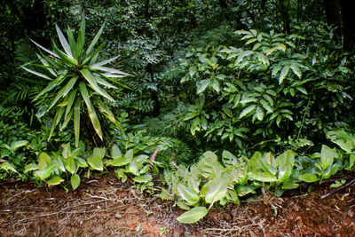 Plants growing on tree