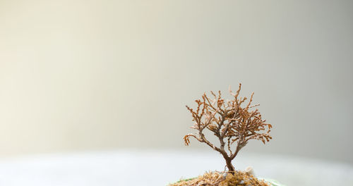 Close-up of dry plant against white background