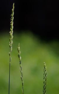 Close-up of fresh green plant