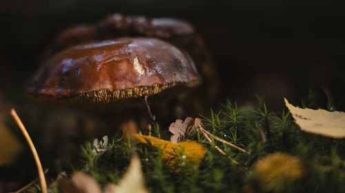 Close-up of mushroom growing on field