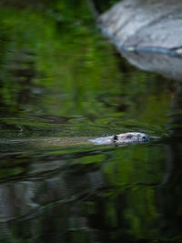 High angle view of horse in lake