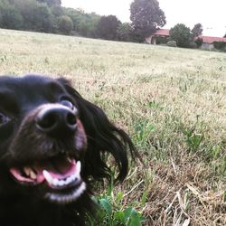 Close-up of a dog on field