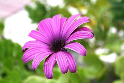 Close-up of purple flower