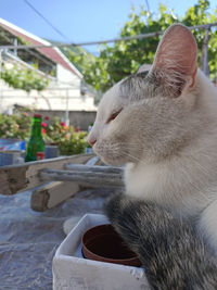 Close-up of a cat drinking water