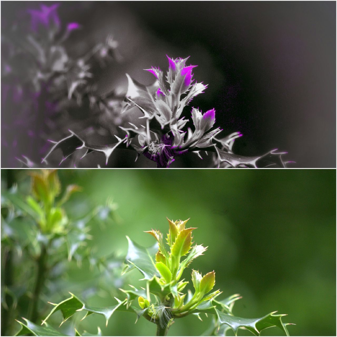 flower, growth, freshness, plant, fragility, leaf, focus on foreground, petal, close-up, beauty in nature, blooming, nature, stem, flower head, green color, purple, bud, transfer print, in bloom, outdoors