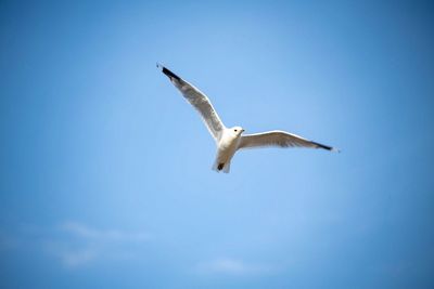 Low angle view of seagull flying in sky