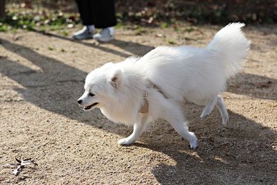 Side view of a dog