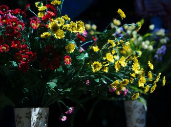 Close-up of multi colored flowers