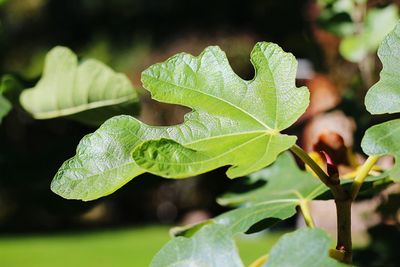 Close-up of green leaves