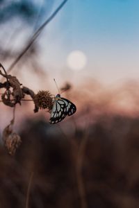 Close-up of butterfly on flower