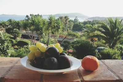 Fruits on tree