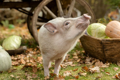 Portrait of pig on field