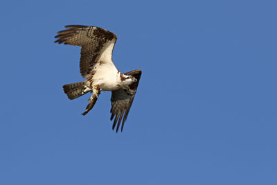 Osprey with fish