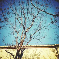 Low angle view of bare trees against blue sky