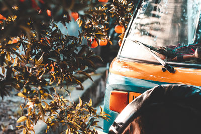 Close-up of orange leaves in car