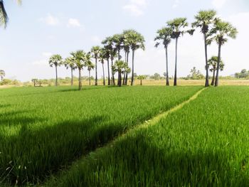 Scenic view of agricultural field against sky