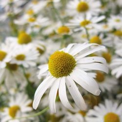 Close-up of daisy flowers