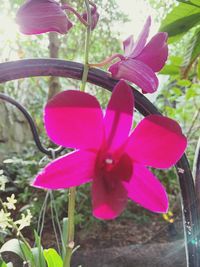 Close-up of pink flower