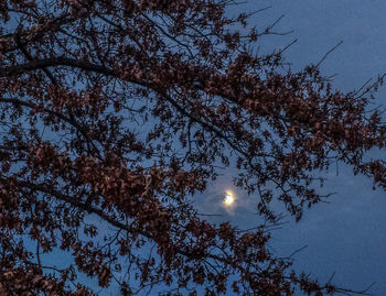 Low angle view of trees against sky