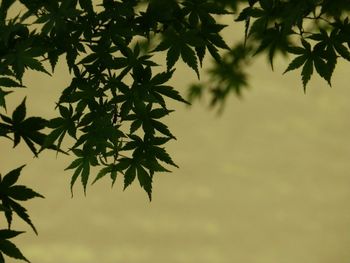 Close-up of tree branch against sky