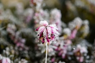 Close-up of pink flowers blooming outdoors