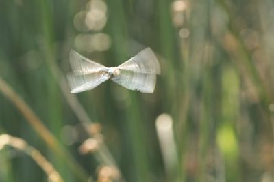 Close-up of butterfly on plant