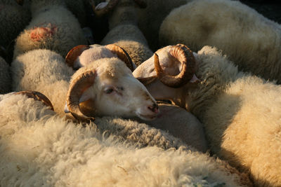 Close-up of sheep