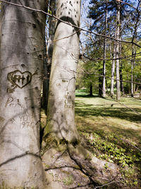 Trees growing in forest