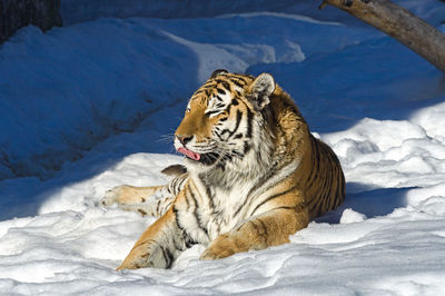 Tiger lies in the snow at the zoo