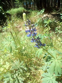 Close-up of purple flowering plants on field