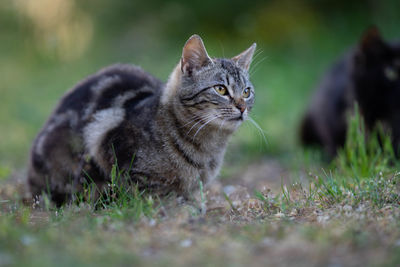 Cat looking away on field