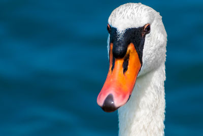 Close-up of swan in lake