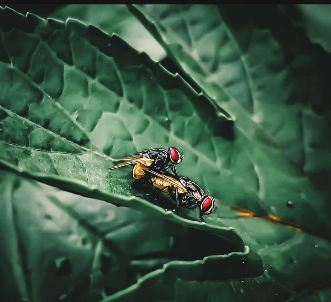 animal, animal themes, animal wildlife, insect, wildlife, green, one animal, macro photography, plant part, leaf, close-up, nature, no people, beauty in nature, animal wing, auto post production filter, transfer print, focus on foreground, plant, outdoors, selective focus, day