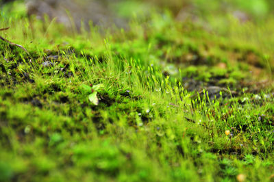 Close-up of grass on field