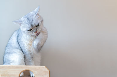 Scottish british cat licking its foot for cleaning and remove dust from body. health care pet