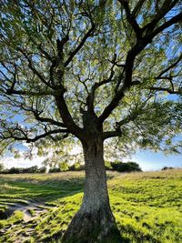 Tree on field against sky