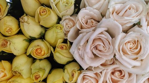 Full frame shot of roses