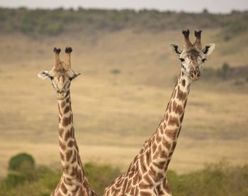 Portrait of two giraffes looking at camera, head and neck close up