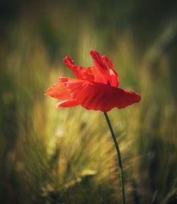 Close-up of red flowering plant