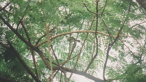 Low angle view of bamboo trees in forest