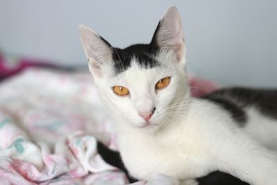 Close-up portrait of a cat