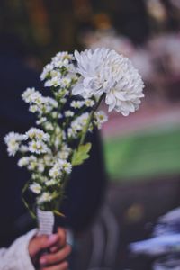 Close-up of hand holding white flowering plant