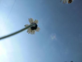 Low angle view of white flower blooming against sky