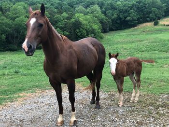 Horses standing in a field