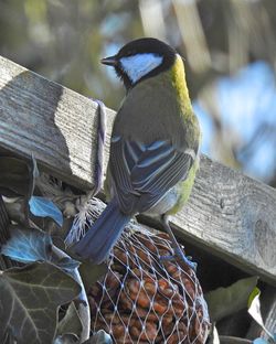 Close-up of bird perching outdoors