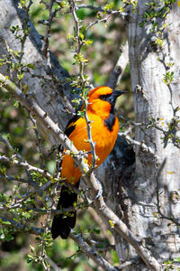 Close-up of bird perching on branch