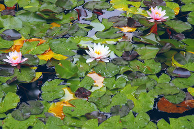 Close-up of lotus water lily