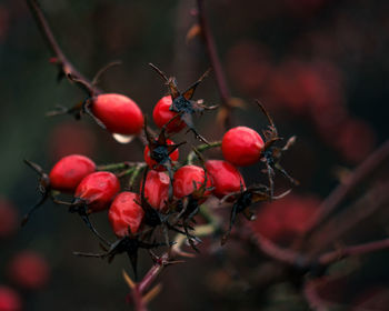 Close-up of red berries growing on tree