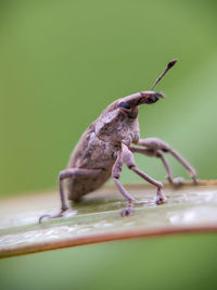 Close-up of insect